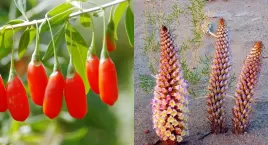 熬夜、久坐、压力大？每天2瓶肉苁蓉枸杞原浆， 找回精气神！ ...