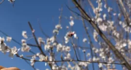 为什么小罐宁夏枸杞更值得推荐？