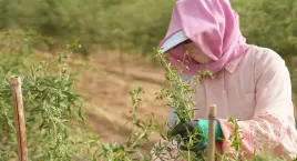 枸杞花开坐果时|茨农正忙，好果子在路上