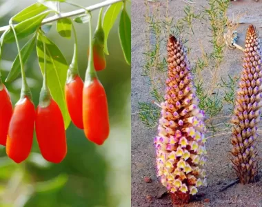 熬夜、久坐、压力大？每天2瓶肉苁蓉枸杞原浆， 找回精气神！ ...