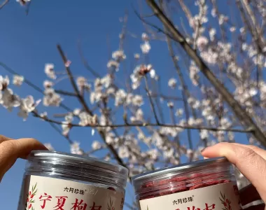 为什么小罐宁夏枸杞更值得推荐？